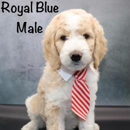 Royal Blue - Parti male Goldendoodle puppy in Maryville, Tennessee from Twin City Doodles