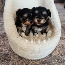 Morkie Puppies from McCormack Morkies