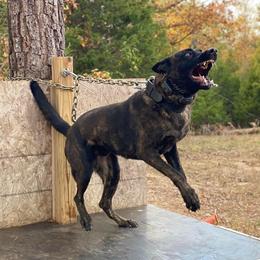 Orso - Dutch Shepherd