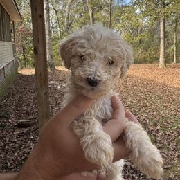 Ash - White male Poodle puppy in Osyka, Mississippi from Southern Sunshine Standards