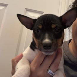 Sadie - White black and tan female Rat Terrier puppy in Spur, Texas from Adams Puppies