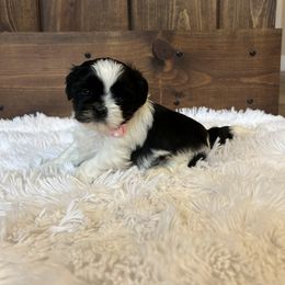 Girl 3 - Shih Tzu puppy from Shih_tzufam3