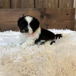 Girl 3 - Shih Tzu puppy from Shih_tzufam3