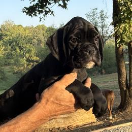 Rio - Brindle female Boxer puppy in Taft, Tennessee from Hillbillie Boxers