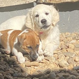 Golden Retriever and Jack Russell Terrier Puppies from Shelby Burleson's Golden Retrievers and Jack Russell Terriers