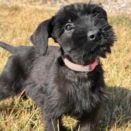 Girl 2 - Baby Pink Collar - Black female Giant Schnauzer puppy in St George, Utah from Schnauzer Ranch