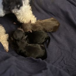Poodle Puppies from Parti-Pawz