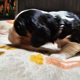 Cavalier King Charles Spaniel Puppies from Critter's Cottage Cavaliers