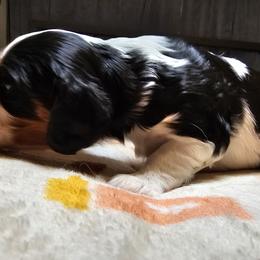 Cavalier King Charles Spaniel Puppies from Critter's Cottage Cavaliers
