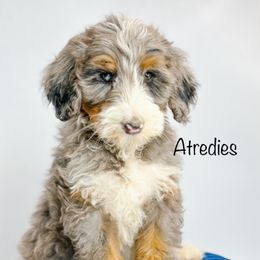 Bernedoodle, Goldendoodle, Golden Retriever, and Poodle Puppies from Camp Doodle Woods