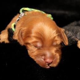 Palmier - Caramel male Australian Labradoodle puppy in Stanwood, Washington from Victoria Creek Australian Labradoodles