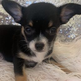 Chihuahua Puppies from Tiny Hiney Farm Chihuahuas