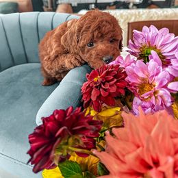 B L U S H - teddy bear - 20-30 lbs - Red  female Goldendoodle puppy in Pleasant View, Utah from Anchor Dogs