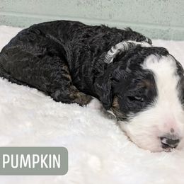 Pumpkin - Tri-color male Bernedoodle puppy in Harpers Ferry, West Virginia from Harpers Ferry Doodles