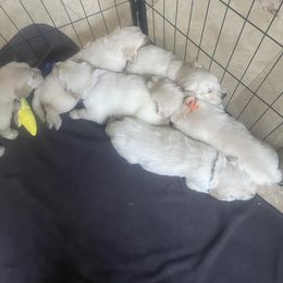 Golden Retriever Puppies from Goldens