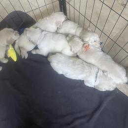 Golden Retriever Puppies from Goldens