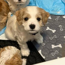 Orion - Sable and white male Cavachon puppy in Springfield, Massachusetts from Caraid Cavachons