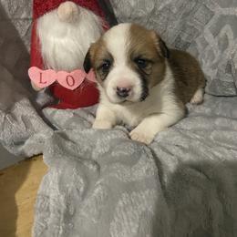 Teal - Red female Pembroke Welsh Corgi puppy in Beulaville, North Carolina from Windy Acres Pembroke Welsh