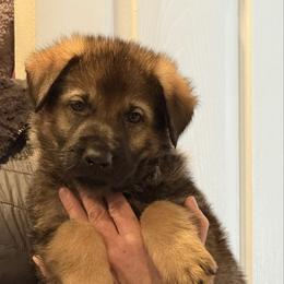 Boy 4 - Sable male German Shepherd puppy in Murrieta, California from Von Plateau