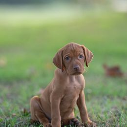 Girl 1 - Golden rust female Vizsla puppy in Greensburg, Kentucky from Nosam Kennels- Hungarian Vizslas, and German Shorthairs Located in Kentucky