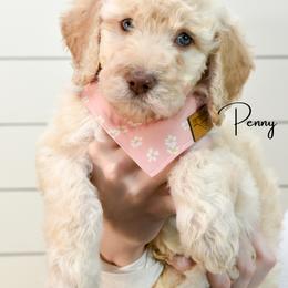 Penny - Cream female Goldendoodle puppy in Dayton, Ohio from Perks Court Doodles