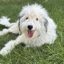 Boy 3 - Parti male Goldendoodle puppy in Mountain Home, Idaho from MightyDoods