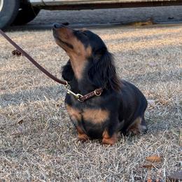 Arya - Black and tan female Dachshund puppy in Hazlehurst, Georgia from DrakeFire Dachshunds