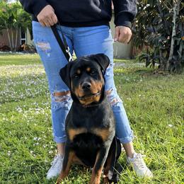 Border Collie and Rottweiler Puppies from K&R RANCH KENNELS
