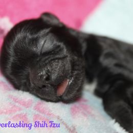 Girl 2 - Black Shih Tzu puppy in Ft Mc Coy, Florida from Everlasting Shih Tzu