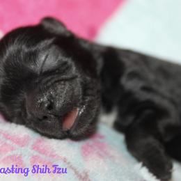 Girl 2 - Black Shih Tzu puppy in Ft Mc Coy, Florida from Everlasting Shih Tzu