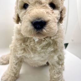 Goldendoodle Puppies from Only Loving Pups