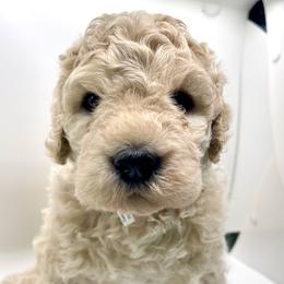 Goldendoodle Puppies from Only Loving Pups