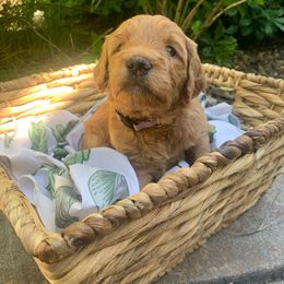Goldendoodle Puppies from Doodle Devotion