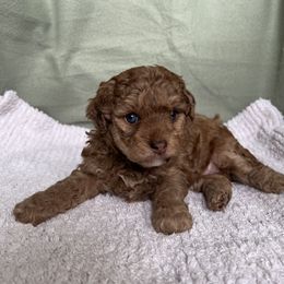 Poodle Puppies from Townsend Poodles