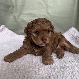 Poodle Puppies from Townsend Poodles