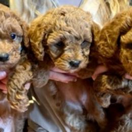 Cavapoos and Irish Doodles from The Doodle Den