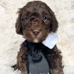 Duke - Chocolate male Goldendoodle puppy in Holly Springs, Georgia from Libby Lou’s Goldendoodles