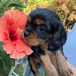 Baloo - Black and tan male Cavalier King Charles Spaniel puppy in South Haven, Michigan from Cavaliers of the 9 scared woods