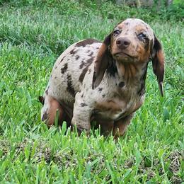 Finale - Dachshund