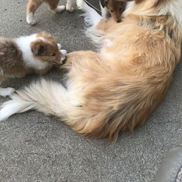Collie Puppies from Gem Stone Collies