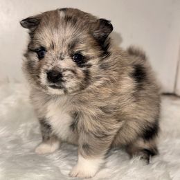 Daisy - Blue merle female Pomeranian puppy in Enfield, Connecticut from That Pom Haus