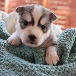 Monarch - Sable and white female Siberian Husky puppy in Bly, Oregon from Hill Top Huskies
