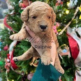 Ralphie - Apricot male Goldendoodle puppy in Rienzi, Mississippi from Saddle Hill Farms