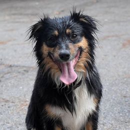 Ty - Miniature Australian Shepherd