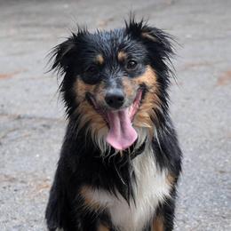 Ty - Miniature Australian Shepherd
