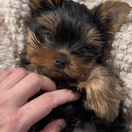 Yorkshire Terrier puppies from Noble Pets