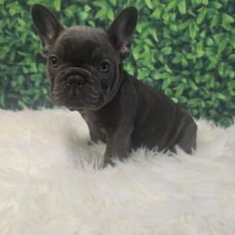 Bart Simpsons - Blue male French Bulldog puppy in Avondale, Arizona from Montes House of  Frenchies
