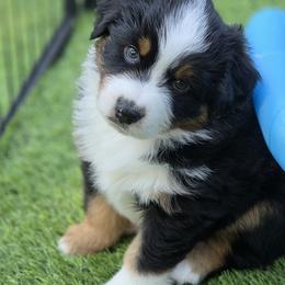 Radar - Black tri male Miniature American Shepherd puppy in Bella Vista, Arkansas from All About Me Miniature American Shepherds
