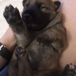 Shiloh Shepherd Puppies from Super Nova Shilohs