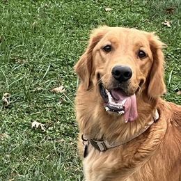 Roxy - Golden Retriever